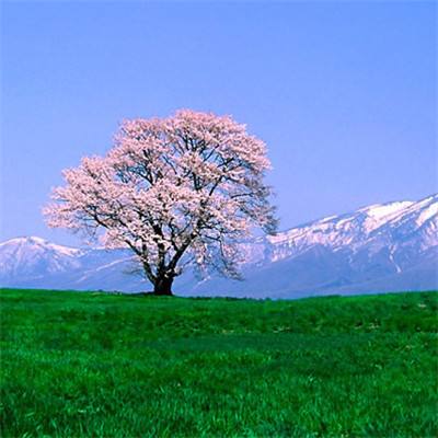 拥挤城市吸粉战争最新版下载